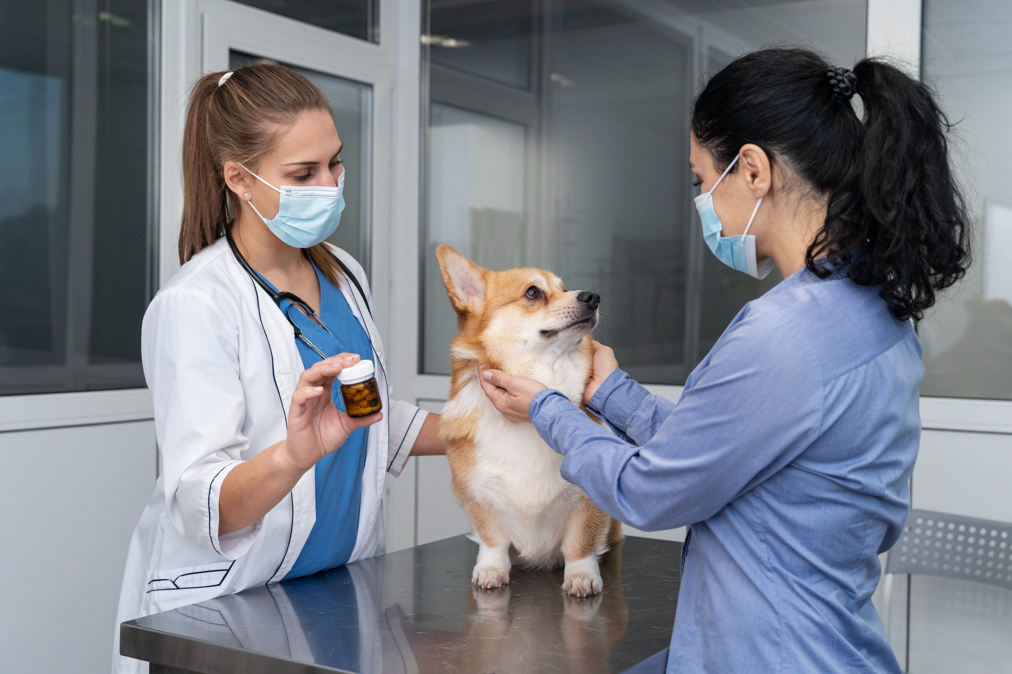 Médica veterinária examinando um cachorro da raça corgi